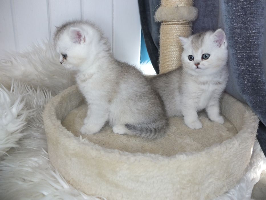 Британско коте сребърна чинчила