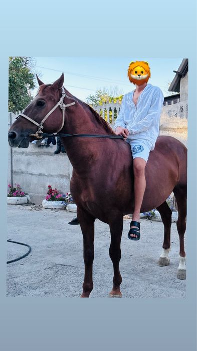 Осы айғыр сатылады!