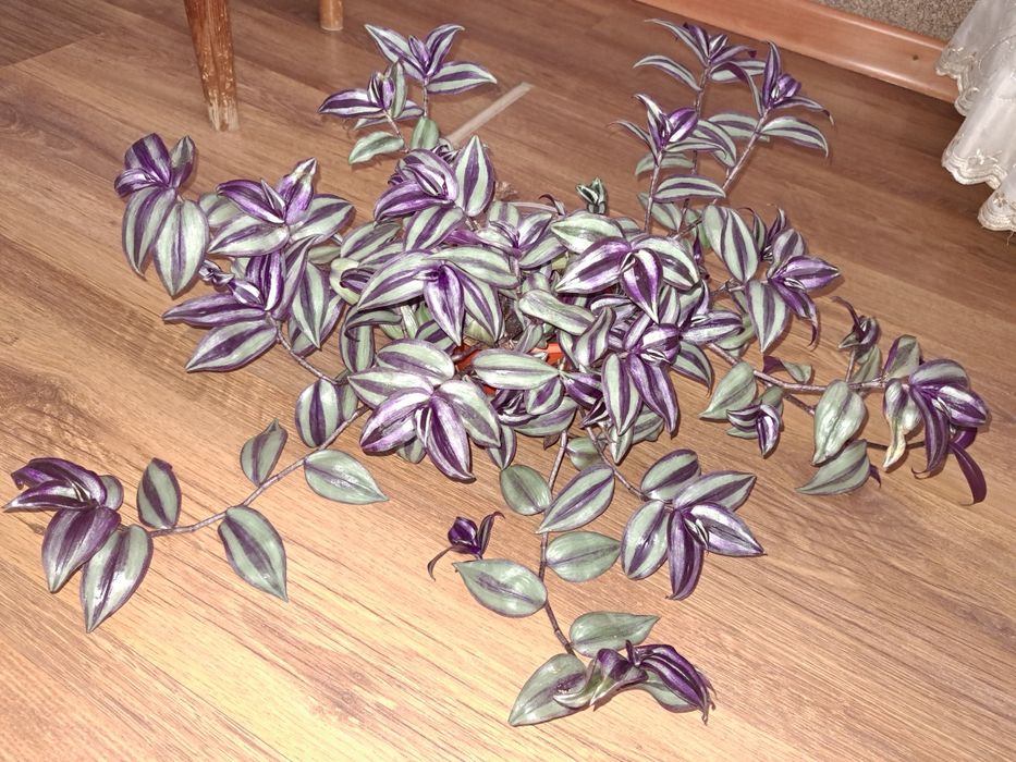 Продаю зебрины серебристые