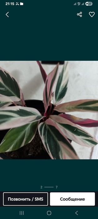 Продам  цветы разные, большие