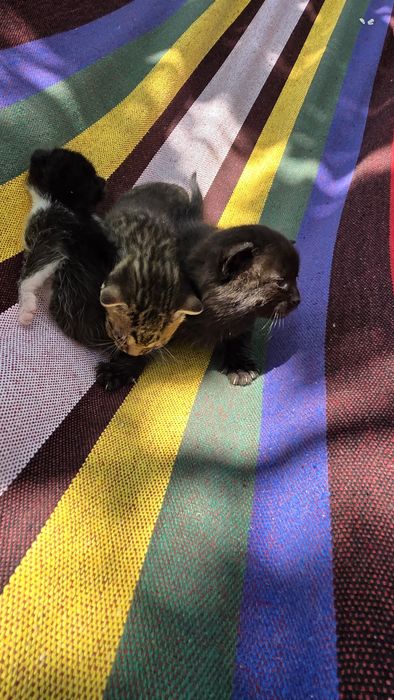 Подаряват малки котенца три броя.