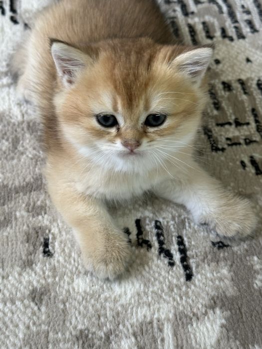 Котята (Британские) Шиншилла