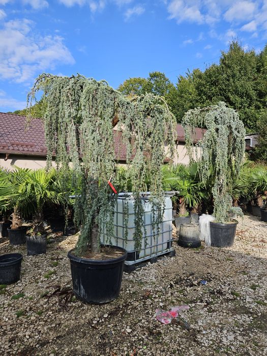 Cedru pendular toate dimensiunile