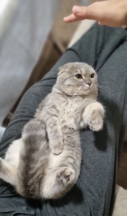 Шотландская вислоухая