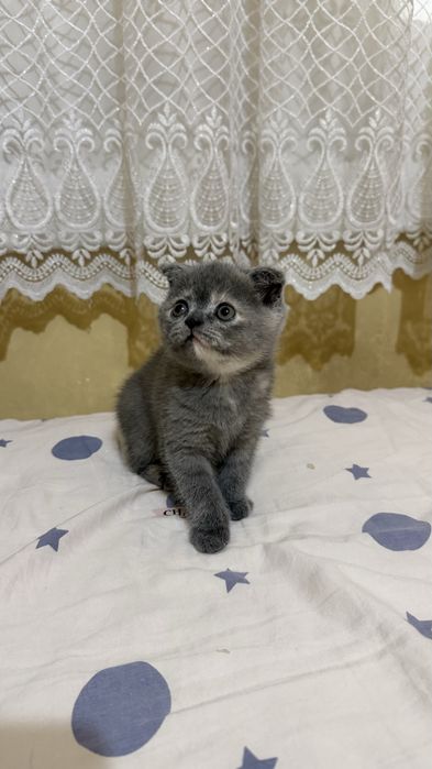 Кошка Скоттиш страйт, фолд