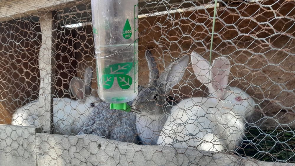 Vand iepuri hecoli 3 luni 2 iepuroi și 4 iepuroaice