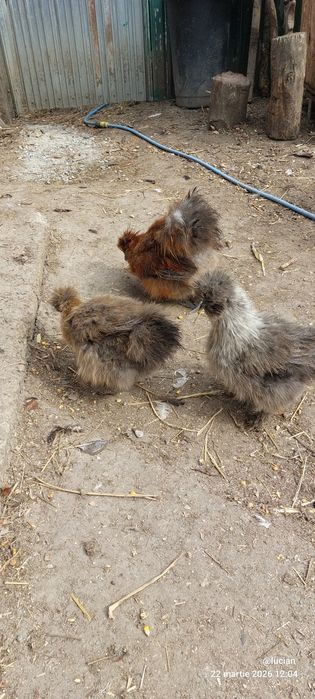 Motata japoneza familie 2+1