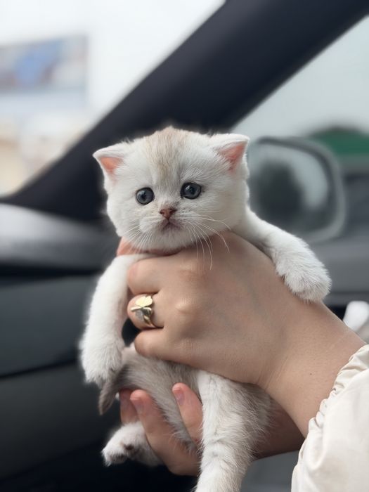 British shor hair chinchilla