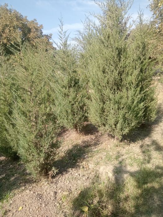 Продаются можжевельники