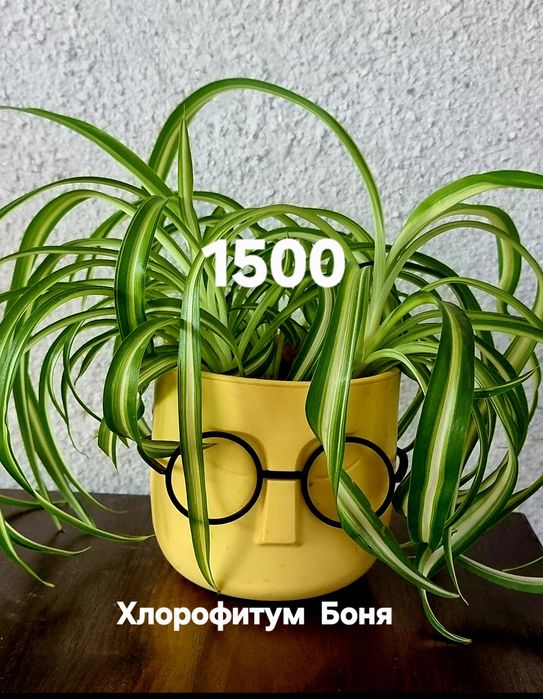 Комнатные растения от 500