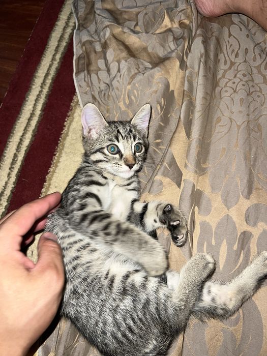 Бенгальский котенок