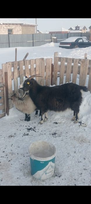 Продам  Ешкілер сатылады