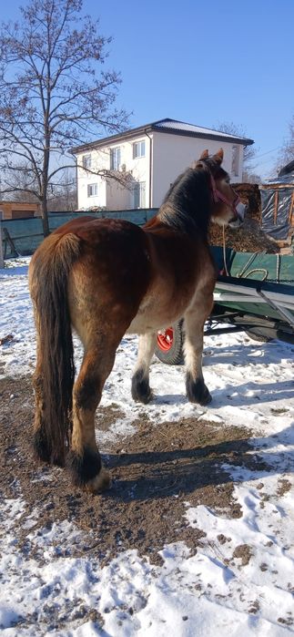 De vanzare iapa de 8 ani