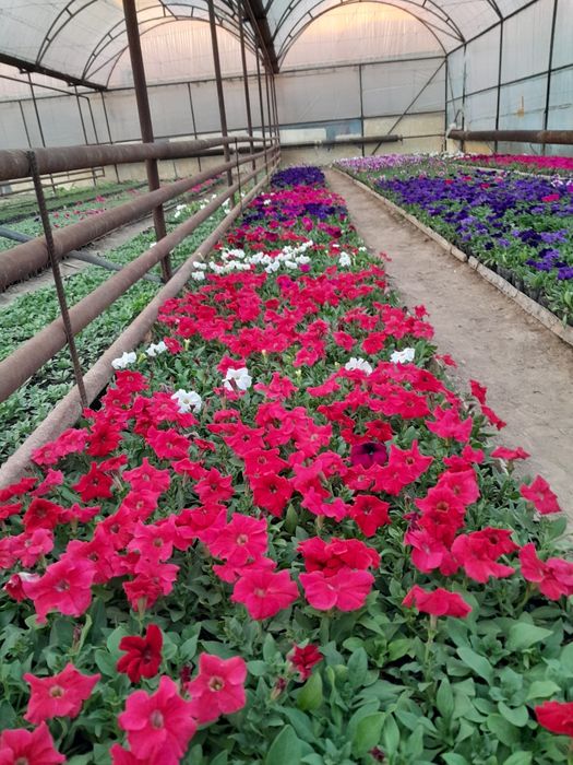 Тагесть Бархатцы