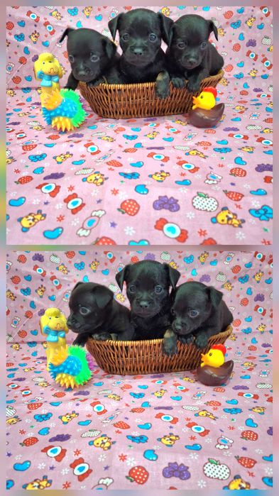 Щенки русский той терьер