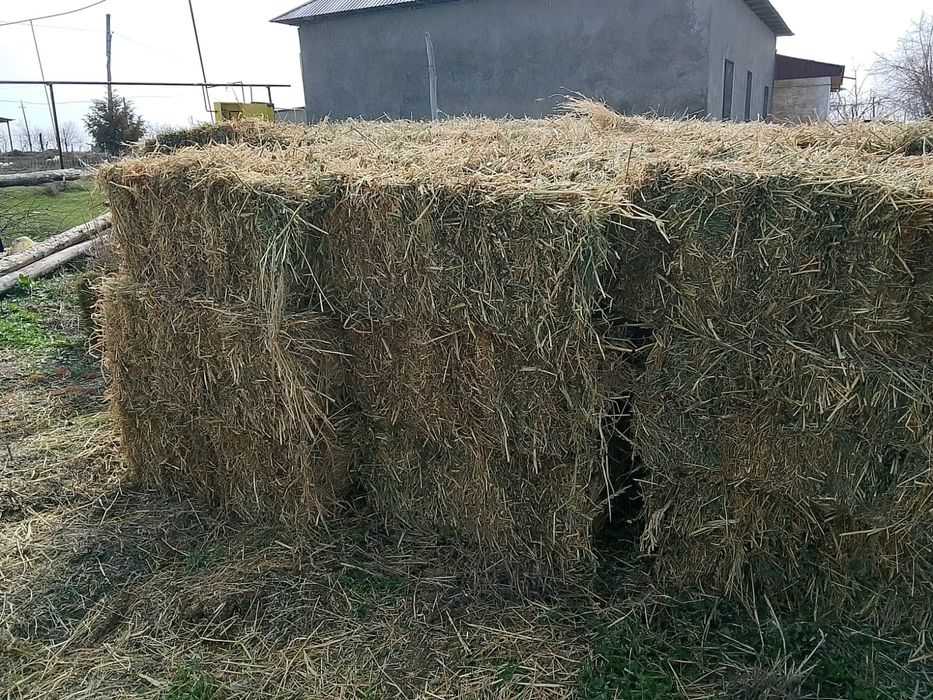 Шөп сатылады Жоңышқа мен аралас