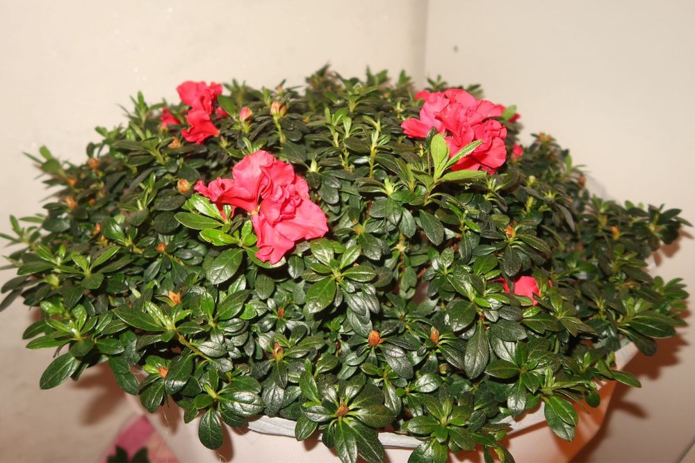 Азалия цветы. Красивые