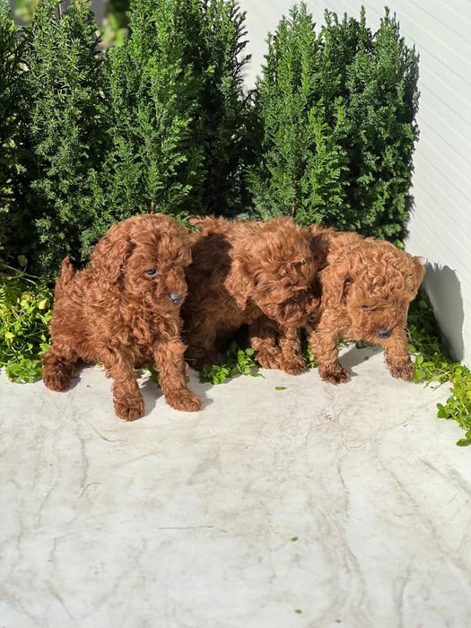 Пудел Той/Poodle Toy