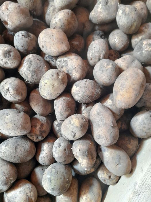 Картофель семеной