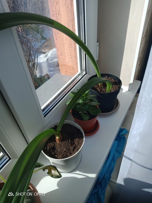 Гиппеаструм деткий