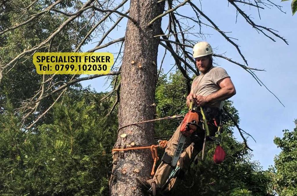 Taiere copaci, toaletare pomi Bucuresti sector tei, brad, nuc evacuare