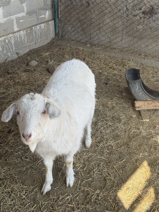 Ешкілер,ешкы,козлы