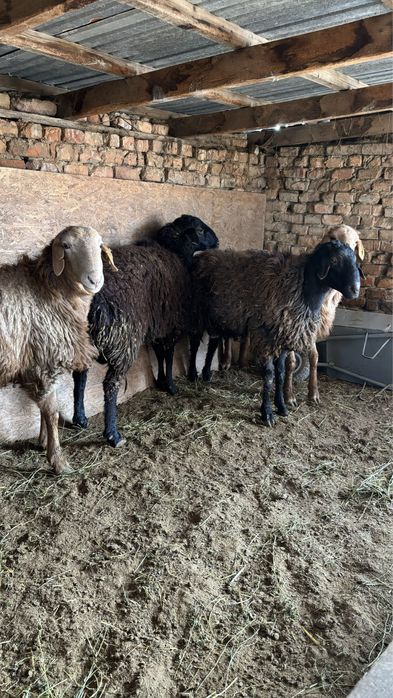 2 жасар Кашкарлар сатылады