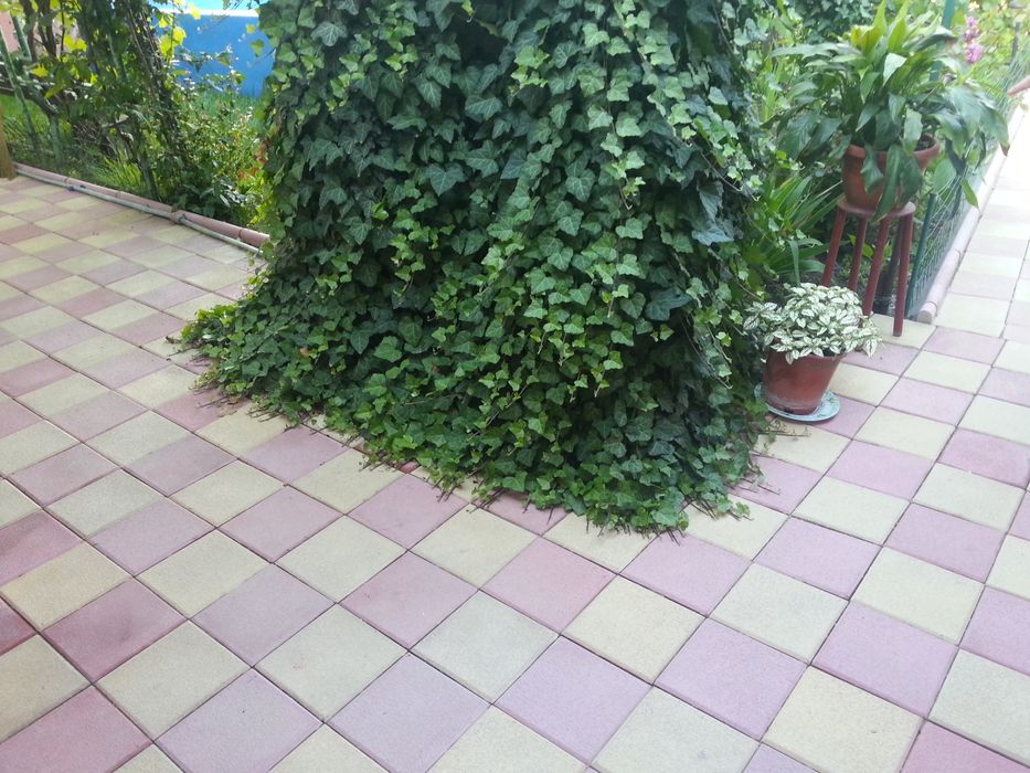 Dale pentru curte si gradina pavaje pavele - model 40x40 SIMPLU