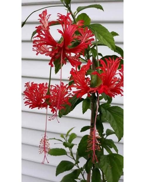 Гибискус шизопеталус