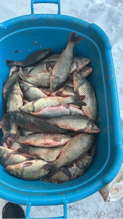 Продам сазан оптом