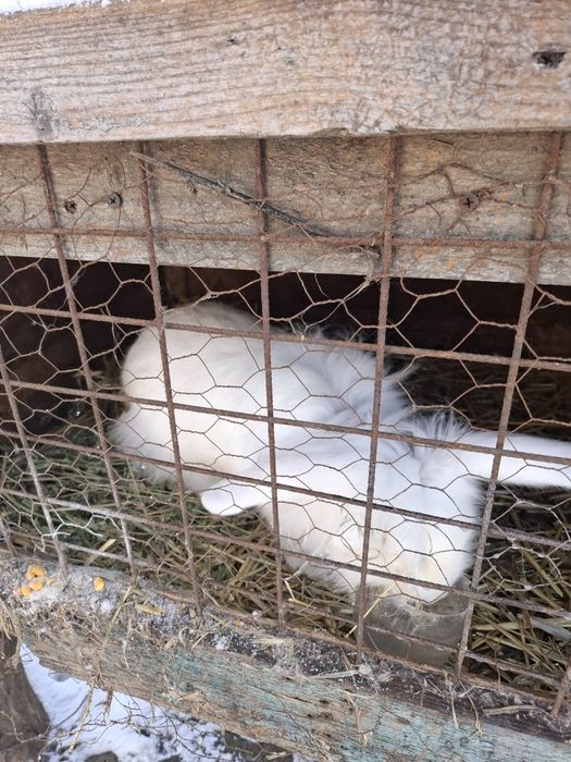 Iepuri metis berbec german si cap de leu