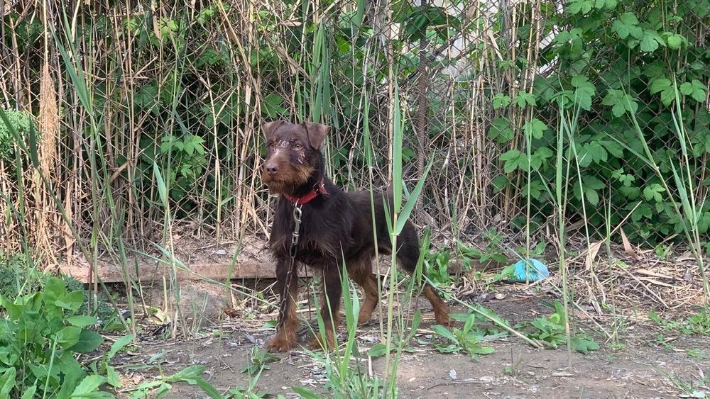 Ягдтерьер вязка еркек