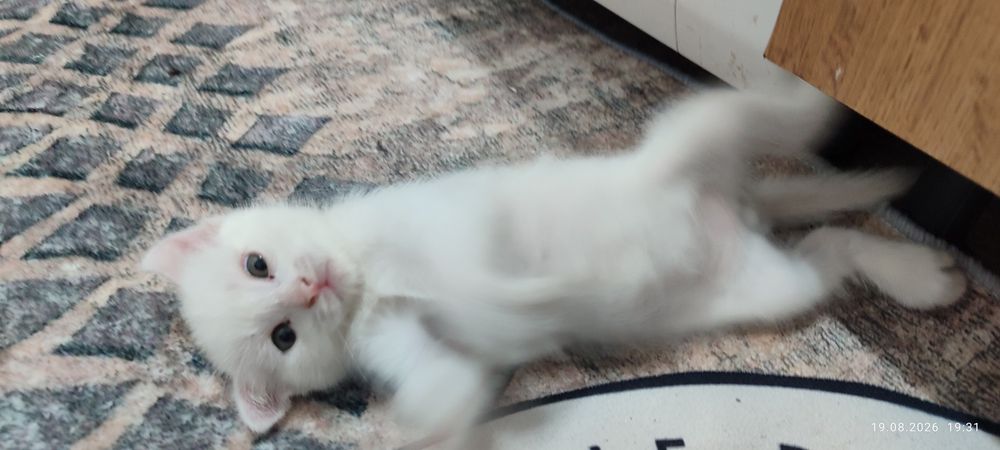 Веслоухие котята