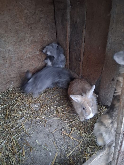 Vând iepuri diferite rase