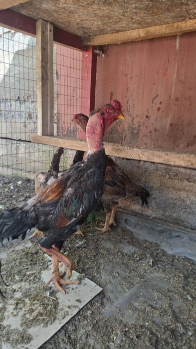 дакан, бойцов шамо