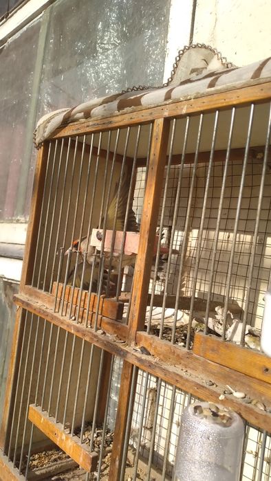 Sava.  tinmasdan go'zal sayravotti