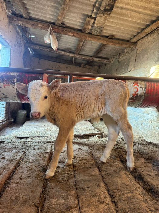 Продам корову с телёнком