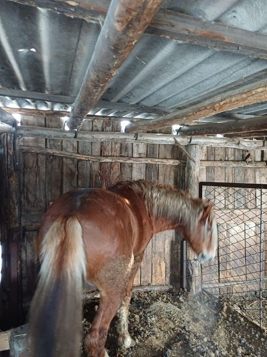 Продам    жеребца с откорма