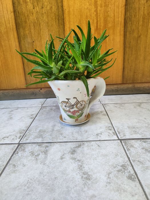 Цвете Алое на 4 години