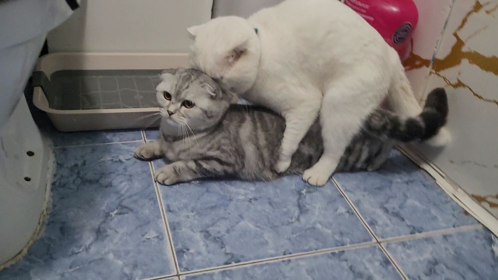 Вязка кот шотландский вислоухий