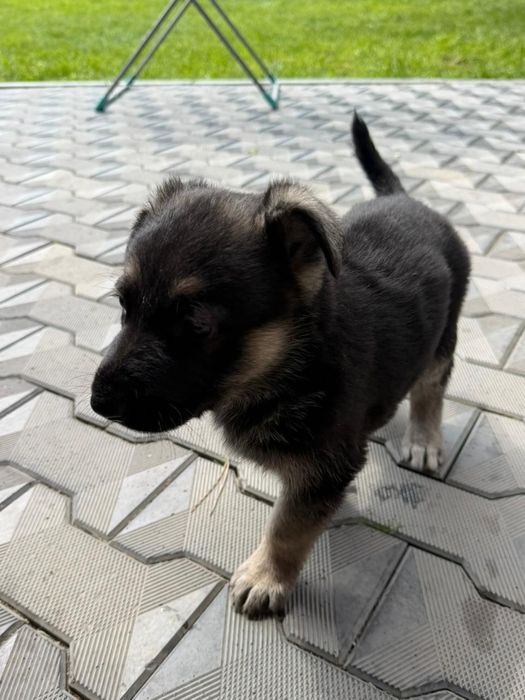 Продам щенков Восточно-европейской овчарки