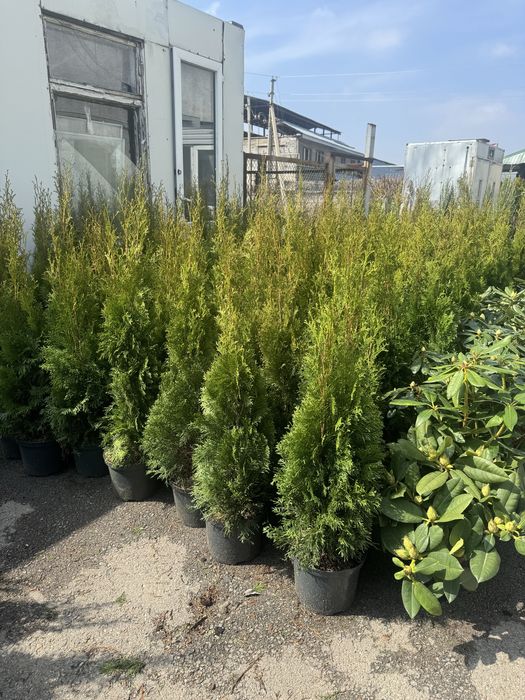 От питомика растеня  Туя смаракта Ель Туй Сасна