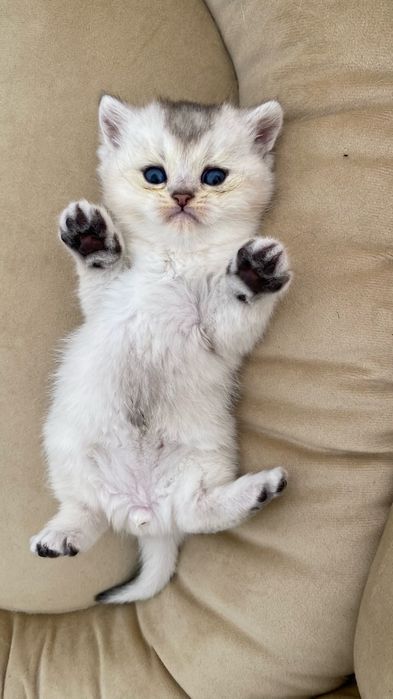 Mushuk: серебристая шиншилла