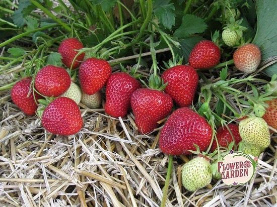 Продавам расад ягоди и малини само които цени българскот