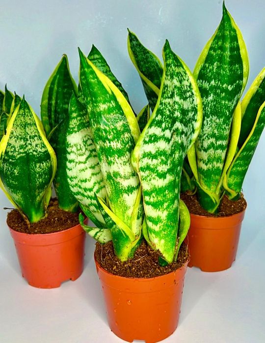 Сансенвиерия Футура Суперба