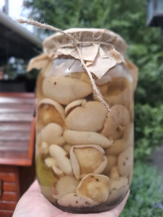 Продам грибы маринованные
