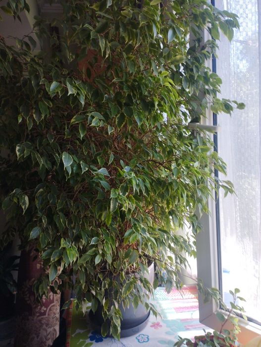 Фикус Бенджамина , высота 1.6