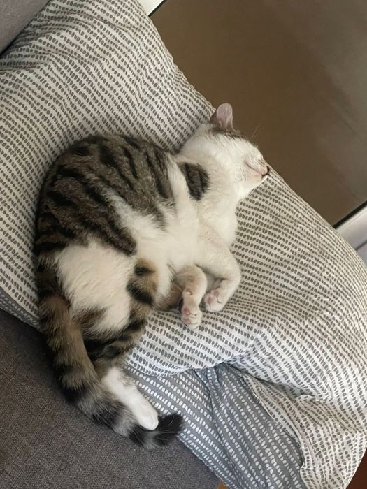 Мъжко, специално котенце търси своя нов дом