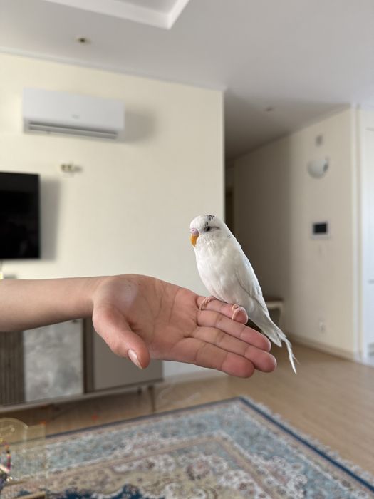 Волнистые попугаи