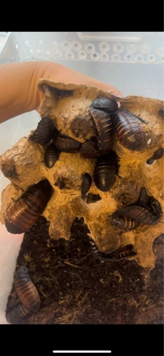 Мадагаскарские шипящие тараканы